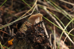Clitocybe barbularum