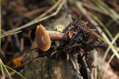 Clitocybe barbularum