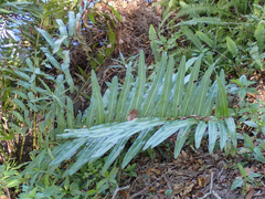 Acrostichum danaeifolium