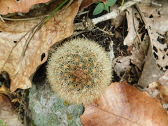 Mammillaria densispina