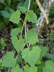 Mikania cordifolia
