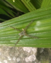 Thaumasia