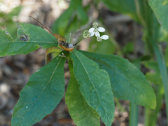 Verbesina virginica