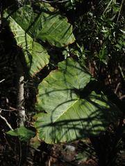 Xanthosoma robustum