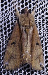 Ercheia cyllaria
