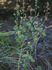 Sida cordifolia