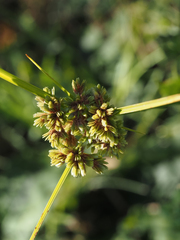 Cyperus surinamensis