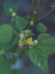 Sida cordifolia
