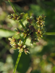 Cyperus surinamensis