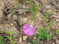 Ipomoea capillacea