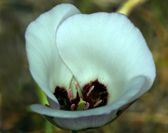 Calochortus catalinae