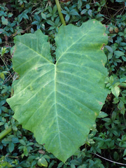 Xanthosoma robustum