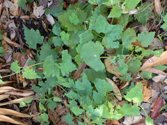 Mikania cordifolia
