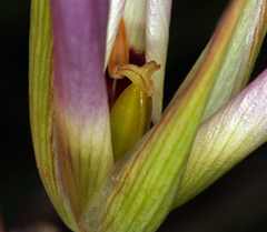 Calochortus catalinae