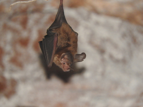 Micronycteris microtis mexicana