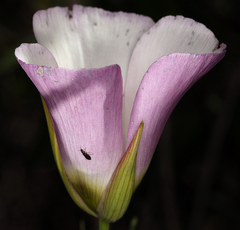 Calochortus catalinae