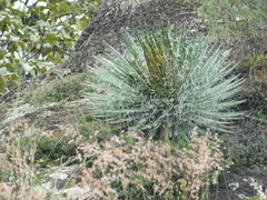 Agave schidigera