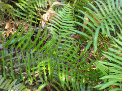 Cyclosorus interruptus