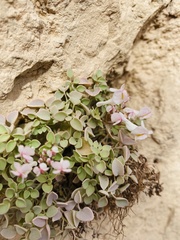 Sarcocapnos enneaphylla