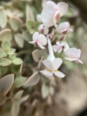 Sarcocapnos enneaphylla