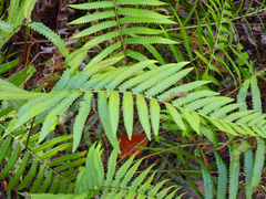 Cyclosorus interruptus