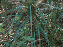 Yucca aloifolia