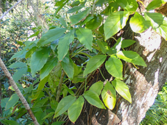 Syngonium podophyllum