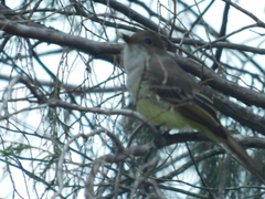 Myiarchus cinerascens