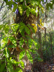 Syngonium podophyllum