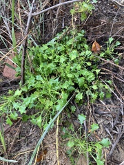 Eryngium aromaticum