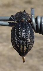 Philolithus sordidus