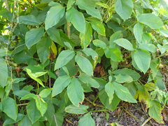 Syngonium podophyllum