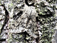 Apocheima hispidaria