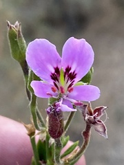 Pelargonium scabrum