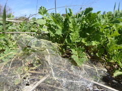 Malacosoma castrense