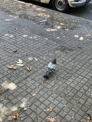 Columba livia