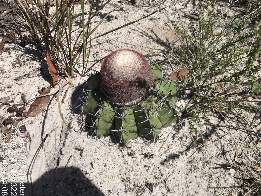 Melocactus paucispinus, Morro do Chapéu, BR-BA, BR