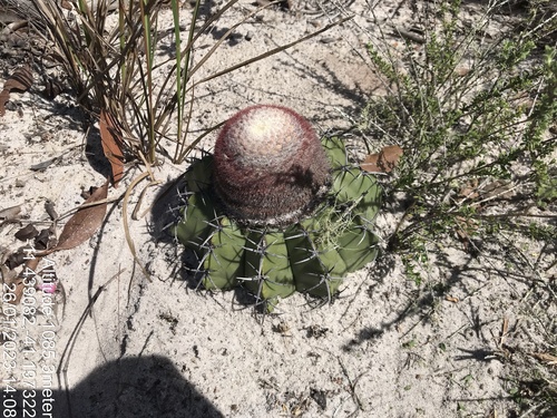 Melocactus paucispinus