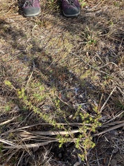 Hypericum tenuifolium