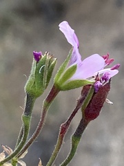 Pelargonium scabrum