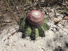 Melocactus paucispinus