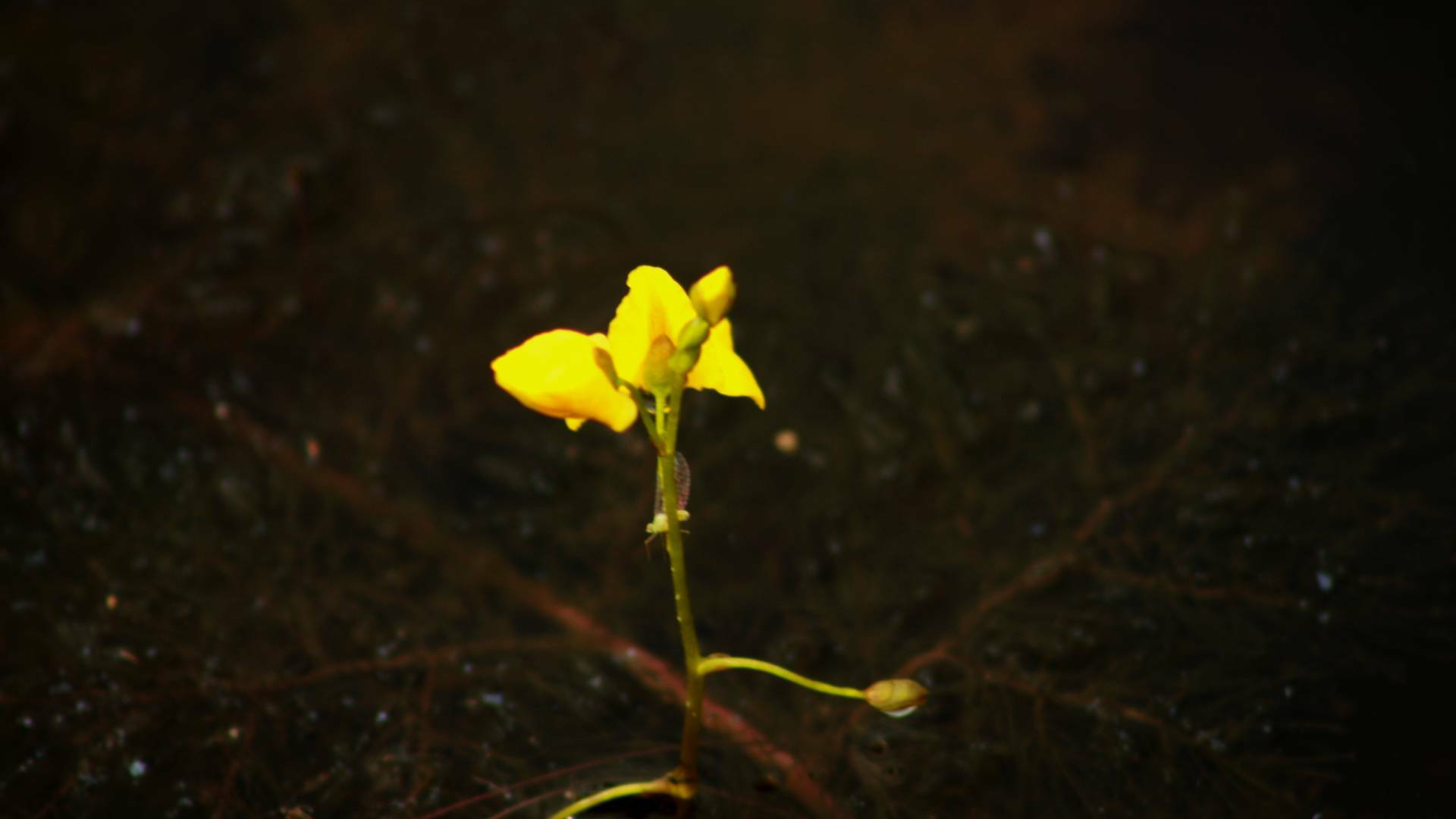 Utricularia foliosa