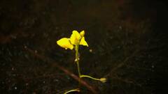 Utricularia aurea