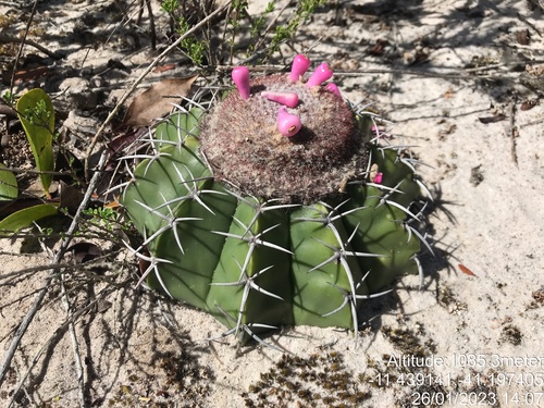 Melocactus paucispinus