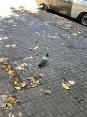 Columba livia