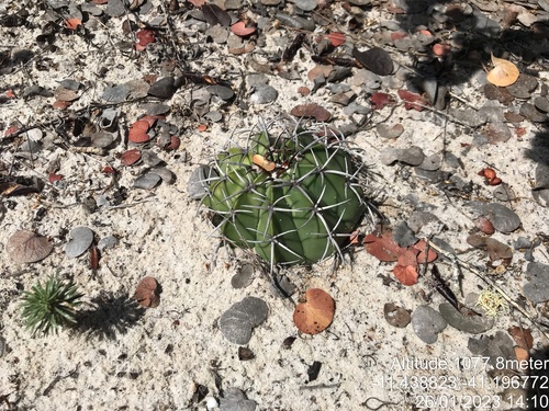 Melocactus paucispinus
