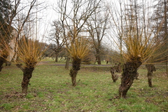 Salix × fragilis vitellina