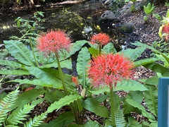 Scadoxus multiflorus katharinae