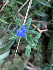 Glandora prostrata