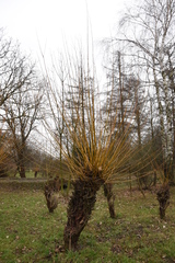 Salix × fragilis vitellina